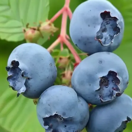 afin chandler vaccinium corymbosum chandler (1)