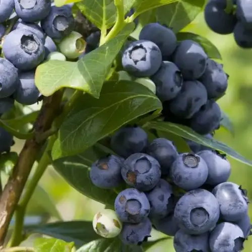 afin spartan vaccinium corymbosum spartan (2)