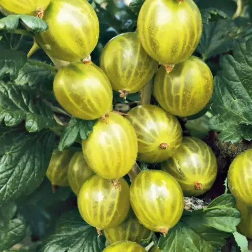 agris ribes uva crispa invicta