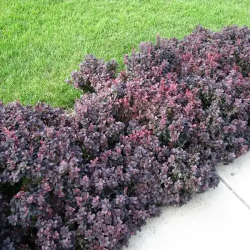 berberis thunbergii concorde concorde japanese barberry (1)