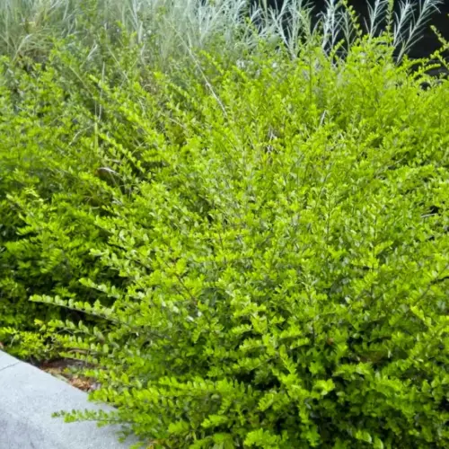 caprifoi tarator verde(1)