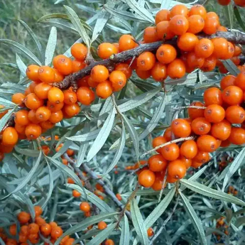 catina portocalie pyracantha orange glow
