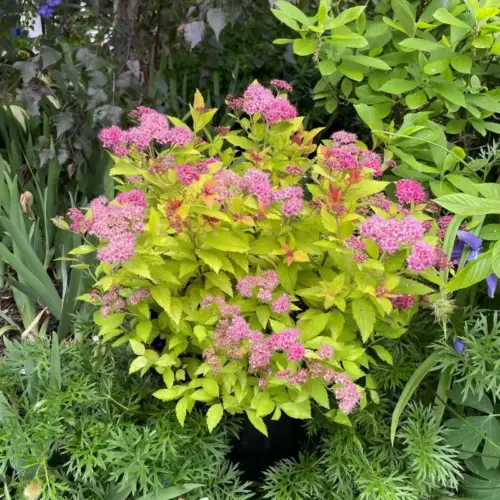 cununita magic carpet spiraea japonica magic carpet (1)