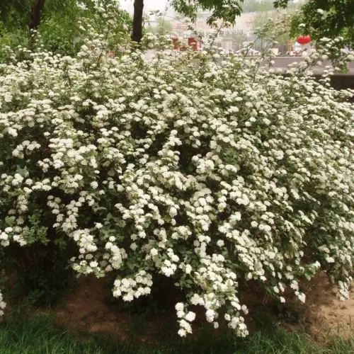 cununita spiraea nipponica snowmound