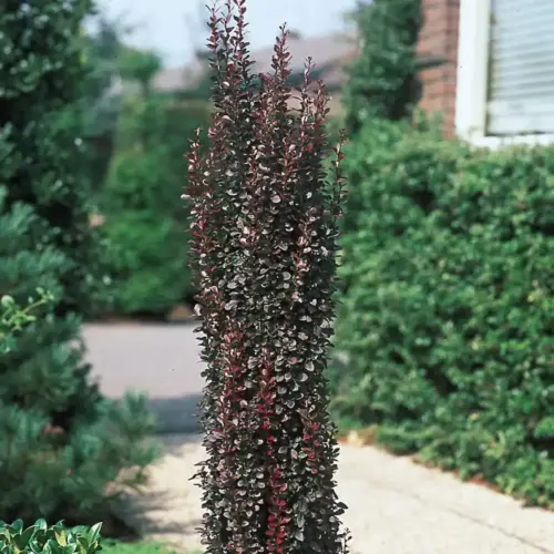 dracila japoneza helmond pillar berberis thunbergii helmond pillar