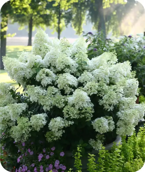 hortensia bobo hydrangea paniculata bobo (1)