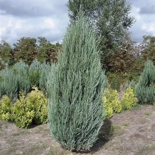 ienupar blue arrow juniperus scopulorum blue arrow (2)