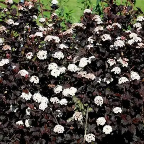physocarpus opulifolius red baron