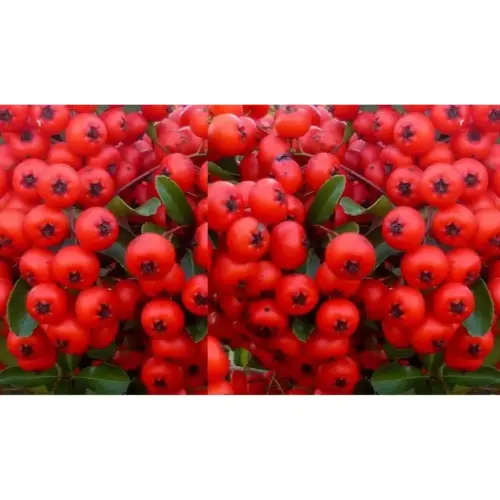 pyracantha coccinea red column catina rosie (1)
