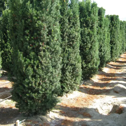 taxus media hicksii