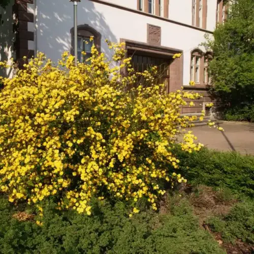 teisor kerria japonica