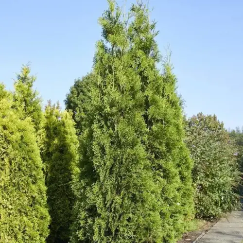 tuia occidentala brabant thuja occidentalis brabant