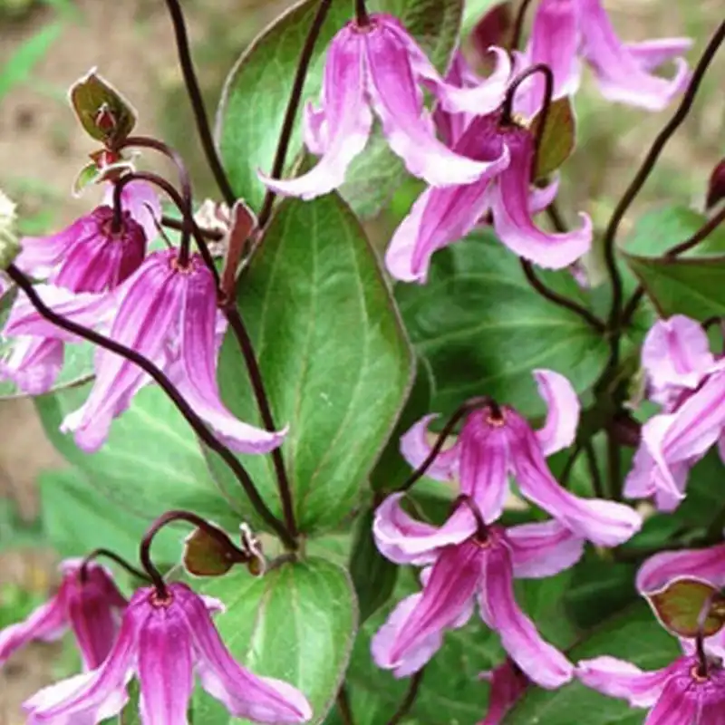 clematis integrifolia hercher (1)