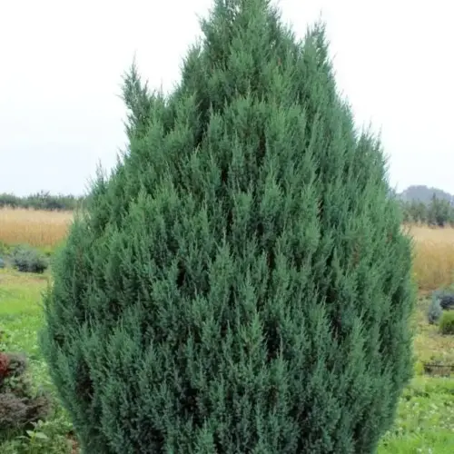 ienupar chinezesc stricta juniperus chinensis stricta