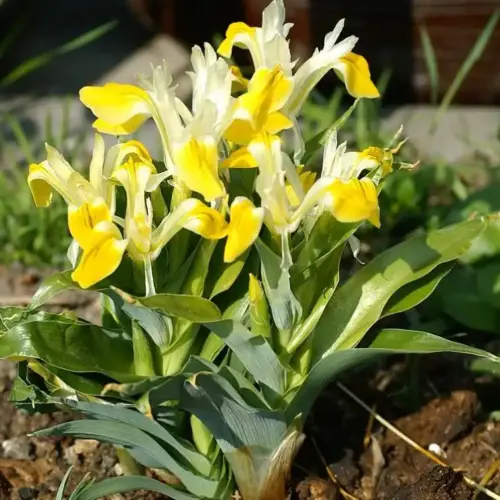 iris bucharica juno iris