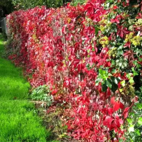 vita de vie canadiana parthenocissus quinquefolia