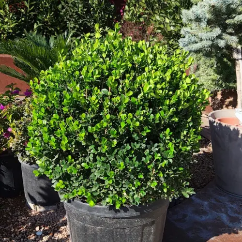 Buxus rotund Faulkner 2plantedevanzare.ro