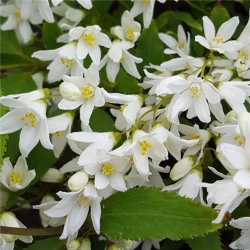 Deutzia gracilis cu flori albe_plantedevanzare.ro