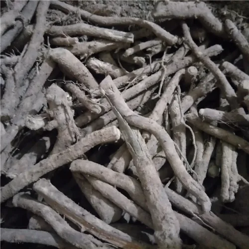 Drajoni de Paulownia_plantedevanzare.ro