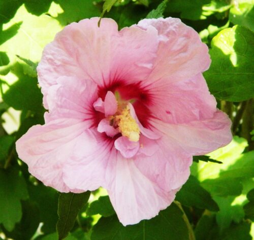 Hibiscus ”Syriacus”2_plantedevanzare.ro