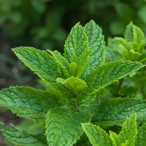 Menta Spearmint1_plantedevanzare.ro