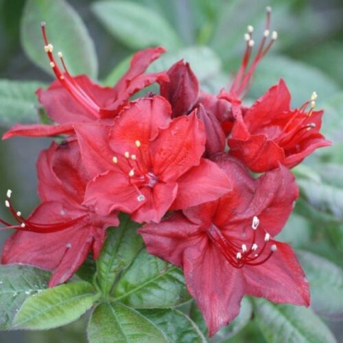 Rhododendron Doloroso_plantedevanzare.ro