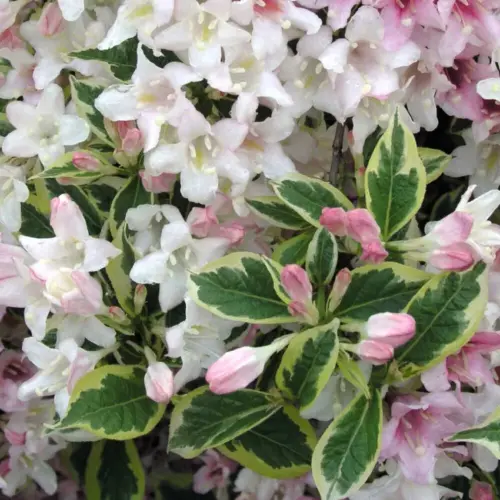 Weigela ”Florida Variegata” 1_plantedevanzare.ro