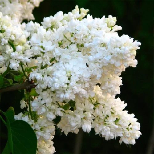 liliac alb white profusion_plantedevanzare.ro
