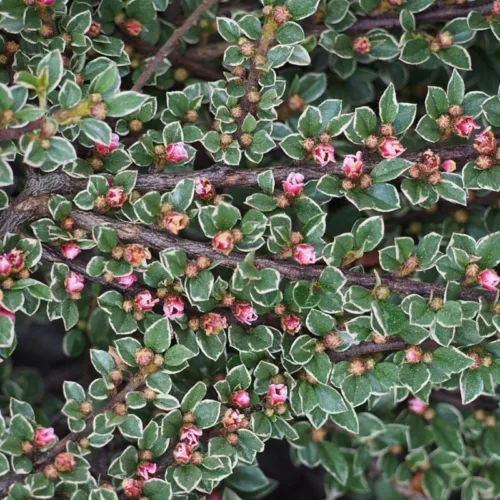 Cotoneaster atropurpureus Variegatus_plantedevanzare.ro