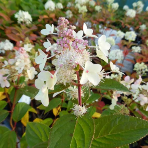 Hortensie Paniculata Confetti_plantedevanzare.ro