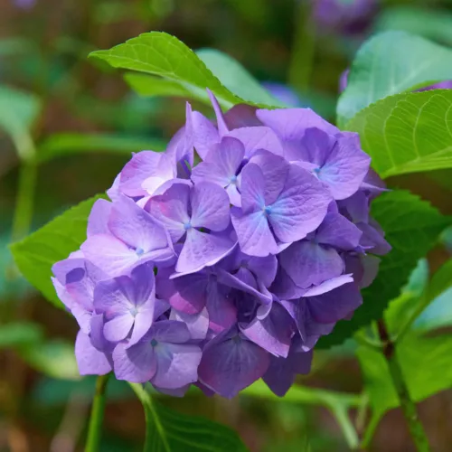 Hortensie macrophylla Diva Fiore_plantedevanzare.ro