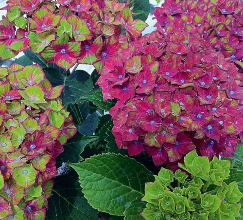 Hortensie macrophylla 'Schloss Wackerbarth'_plantedevanzare.ro