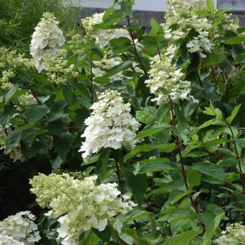 Hortensie Kyushu_plantedevanzare.ro
