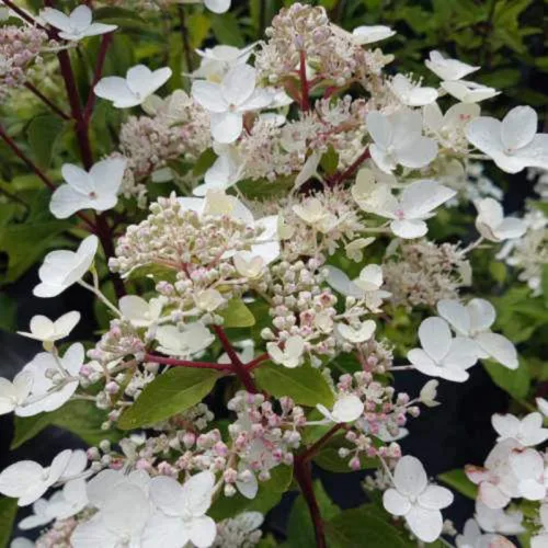 Hortensie ‘Dharuma’2_plantedevanzare.ro
